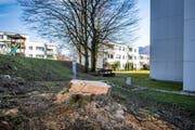 Nur noch ein Baumstrunk erinnert im Stephanshorn an einen grossen Baum. (Bild: Urs Bucher - 21. Februar 2019)