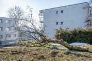 Anfang Februar wurden in einer Wohnüberbauung im Stephanshorn verschiedene Bäume gefällt. (Bild: Urs Bucher - 21. Februar 2019)