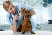 Grundsätzlich gilt bei Hunden und Katzen: Je grösser und schwerer sie sind desto teuerer werden sie. (Bild: fotalia)