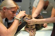 Katzen können ab 5 Franken pro Monat vrsichert weren, Hunde ab 11 Franken. (Bild: Tagblatt)