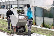 Seit Anfang Jahr gibt es auch Flüchtlingsvorlehren für landwirtschaftliche Berufe. (Bild: ky/Patrick Straub, 2016)