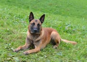 Polizeihund Brando stellte in Ebikon einen Einbrecher. (Bild: Luzerner Polizei)