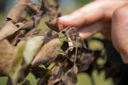 Der Feuerbrand ist eine bakteriell bedingte Pflanzenkrankheit, die sehr ansteckend ist und vor allem durch die braunen Blätter erkennbar ist. (Bild: Dominik Wunderli)