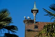 Die beiden Störche haben sich einen exklusiven Brutplatz ausgesucht. (Bild: Donato Caspari)