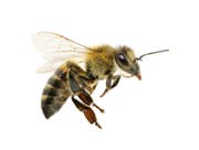 Bestohlen: Bienen an der Nordhalde bei St.Gallen. (Symbolbild: «Tagblatt»-Archiv)