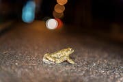 Ein Erdkrötenmännchen überquert die Bildweierstrasse in Winkeln. Jahr für Jahr kommen so auf der Laichwanderung Hunderte Frösche, Kröten und Molche unter die Räder. Freiwillige helfen ihnen an besonders heiklen Stellen überall in der Ostschweiz über die Strassen. (Bild: Hanspeter Schiess - 22. März 2014)
