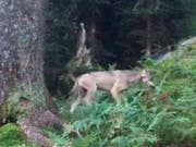 Der erste Wolf im Glarnerland seit der Rückkehr des Raubtieres in die Schweiz wurde im September 2016 oberhalb Mollis auf Video gebannt. (Bild: KEYSTONE/AMT FUER JAGD UND FISCHEREI GL/TONI KELLER JR)