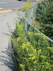Invasive Neophyten (Kanadisch Goldruten) machen nicht Halt am Gartenzaun. (Bild: PD/Amt für Landwirtschaft und Umwelt Obwalden)