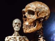 Neandertaler und moderne Menschen haben mehr gemeinsam als oft gedacht. (Bild: KEYSTONE/AP/FRANK FRANKLIN II)