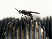 Die Larven der schwarzen Waffenfliege können Bioabfälle in Anlagen zersetzen und nachher als Tierfutter dienen. (Bild: Sandec/Eawag)