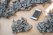 Künstliche Natur: In Metall gegossene Waldwiese. (Bild: Michel Canonica)
