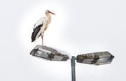 Vielleicht die Storchendame «Désirée d'Alsace», die im verschneiten Müllheim auf einer Strassenlaterne steht. (Bild: Andrea Stalder)