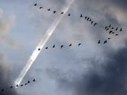 Durch die Klimaveränderungen verschiebt sich der Zeitpunkt, zu dem Zugvögel aus ihren Winterquartieren zurückkehren. (Bild: KEYSTONE/AP/SERGEI GRITS)