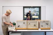 Bald sollen die Museumsbesucher den Mitarbeiter der Wildvogelpflegestation wieder bei der Arbeit zusehen können. Der genauer Zeitpunkt ist indes noch unklar.Bild: Michel Canonica (10. Mai 2017)