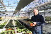 Im Gewächshaus züchtet Bruno Ambühl Pflanzen – am Donnerstag zum letzten Mal. (Bild: Jolanda Riedener)