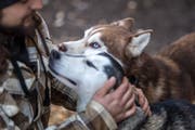Die Hunde buhlen um Aufmerksamkeit. (Bild: Michel Canonica)