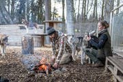 Markus Brülisauer und Josephin Habermann haben für ihre zwölf Huskys einen Zwinger am Waldrand gebaut. (Bild: Michel Canonica)