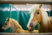 Eine Haflinger-Stute mit ihrem Fohlen im Stall der St.Galler Pferdemesse. (Bild: Urs Bucher - 18. April 2017)