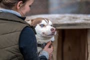 Viele Huskys landen im Tierheim, weil sie schwer zu halten sind und einen enormen Bewegungsdrang haben. (Bild: Michel Canonica)