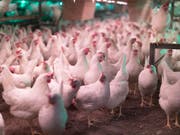 In der Hühnerzucht werden heute lebende Küken geschreddert, weil sie das falsche Geschlecht haben. Das soll nun verboten werden. (Bild: KEYSTONE/GAETAN BALLY)