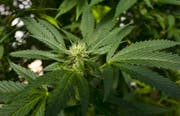 Der Experimentierartikel für Cannabis-Versuche sorgt in Bundesbern schon länger für Diskussionen. (Bild: Richard Vogel/AP)