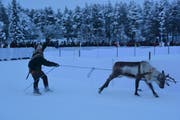 Ein Rentierrennen am Sami-Markt. (Bild: Maurice Grob)