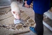 Minipig Kimi bringt Rosmarie Langjahr die Thurgauer Zeitung. Bild: Reto Martin