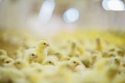 Legeküken mit dem «falschen» Geschlecht sollen bald nicht mehr schlüpfen. (Bild: Getty)