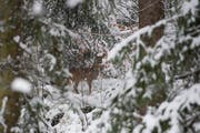 Ein Reh in einem verschneiten Waldstück. (Bild: Maria Schmid)