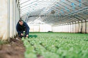 Obstbauer Jonas Boog setzt sowohl auf bodenabhängige wie auch bodenunabhängige Produktion. (Bild: Maria Schmid (Hünenberg, 5. Februar 2019))