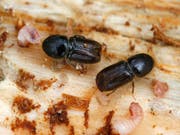 Der Borkenkäfer profitiert von Stürmen und Trockenheit: Die Menge des befallenen Holzes hat sich 2018 deshalb verdoppelt. (Bild: KEYSTONE/AP/JENS MEYER)