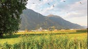 Mit Petarden werden am Flughafen Locarno Störche verscheucht. (Bild: Martina Spinelli (Locarno, 21. August 2018))