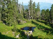 Das Waldreservat Murgtal zeigt sich als vielfältiger Lebensraum mit Wald und Offenflächen, Alt- und Totholz. (Bild: PD)
