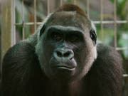Die Gorilla-Dame Mamitu ist am Donnerstag im Zürcher Zoo eingeschläfert worden. Mamitu war mit 41 Jahren das älteste Weibchen aus der Gruppe Westlicher Flachlandgorillas des Zoo Zürich. (Bild: Keystone/STEFFEN SCHMIDT)