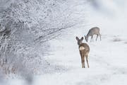 Rehe im Schnee: Sie gehören zu zahlreichen Wildtieren, die zu dieser Jahreszeit Ruhe brauchen. (Bild: Getty Images)