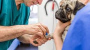 Futterrückruf: Vitamin-D kann für Hunde tödlich enden, wenn die Dosis zu hoch ist. (Bild: Sandra Ardizzone)
