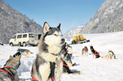 Huskys der Husky-Lodge in Muotathal bei einem Ausflug mit Schlitten.Bild: Archiv LZ