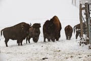 Bisons fühlen sich im Schnee des Appenzeller Vorderlandes heimisch. (Bild: Benjamin Schmid)