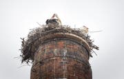 Die Storchfamilie auf dem Backsteinkamin des Brauhaus Sternen.