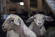 2017 sind in den Kantonen Uri, Schwyz, Ob- und Nidwalden weniger unangemeldete Tierschutzkontrollen durchgeführt worden, als gesetzlich vorgesehen wäre. (Symbolbild: Pius Amrein)