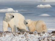 Dutzende von Eisbären sind den Behörden zufolge auf der sibirischen Arktis-Insel Nowaja Semlja in Wohnhäuser und öffentliche Gebäude eingedrungen. (Bild: KEYSTONE/AP The Canadian Press/JONATHAN HAYWARD)