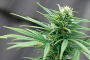 Eine weibliche Hanfpflanze der Sorte Cannabis Sativa. (Bild: Keystone)