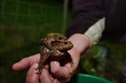 Ein Erdkröten-Pärchen auf dem Weg zum Laichgewässer: Er lässt sich von ihr tragen. Und beide miteinander werden gerade von einem Amphibienretter vor einer Strasse abgefangen und zum Weiher getragen. (Bild: Sam Thomas - 10. Oktober 2016)