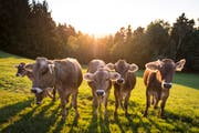 Rinder auf einer Wiese bei Sonnenuntergang. (Bild: Jil Lohse)