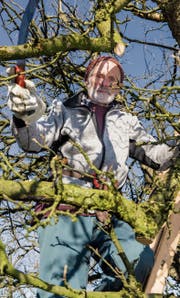 Guido Schildknecht im Geäst eines Apfelbaumes. (Bild: Thomas Hary)