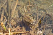Ein Grasfrosch schwimmt im Wenigerweier. (Leserbild: Daniel Widmer -16. März 2017)