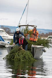Gegen 70 Tannen werden im Zugersee versenkt. Bild: Roger Zbinden, Zug, 9.März 2019