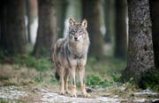 Der Wolf muss weg, finden die Schwyzer Bauern. (Symbolbild: Bernd Thiessen/DPA)