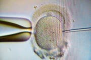 Die Klage geht davon aus, dass der Patientin Eizellen einer anderen Frau eingepflanzt wurden. (Bild: Klaus-Dietmar Gabbert/DPA)
