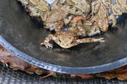Die Frösche fallen in die im Boden eingelassenen Eimer. (Bild: Fiona Bösiger, Baar, 7. März 2019)
